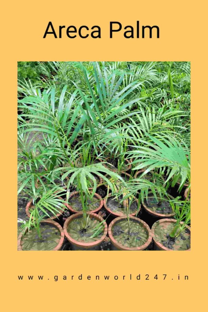 Trending plants-areca palm