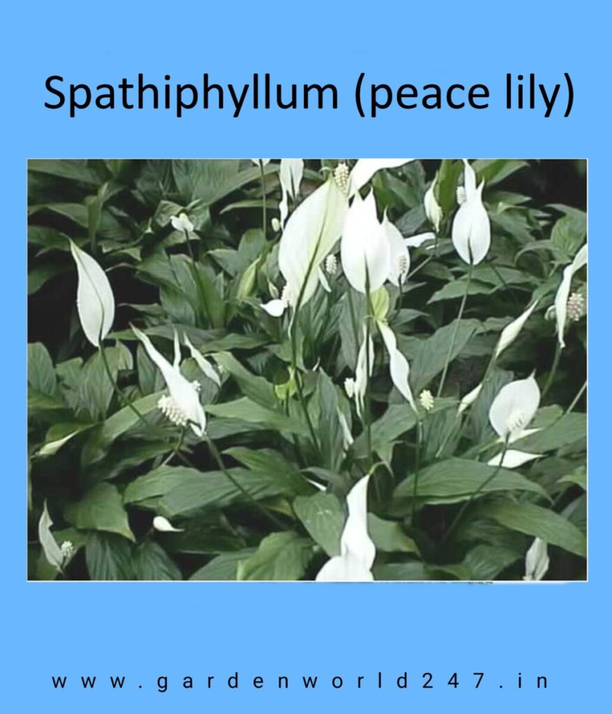 Trending plants-Spathiphyllum