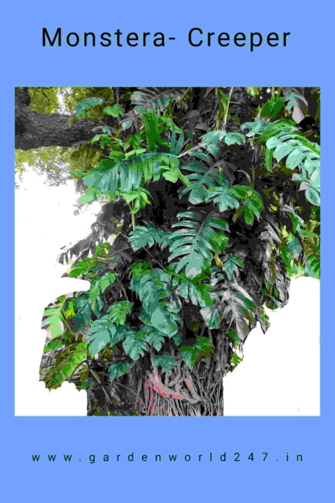 Trending plants-monstera creeper