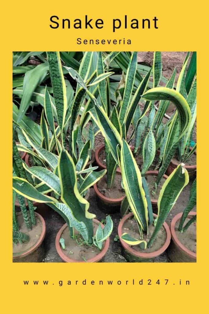 Spathiphyllum-snake plant