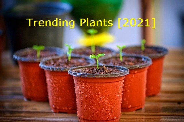 Trending plants