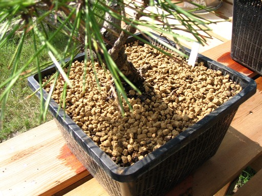 Bonsai soil composition 