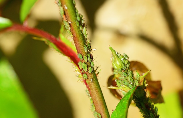 Most common 6 insects on plants in the garden