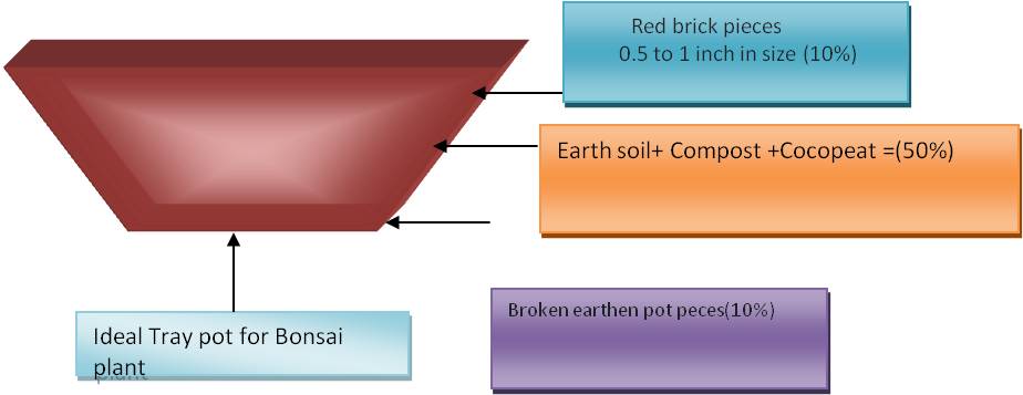 Bonsai soil mix India composition 