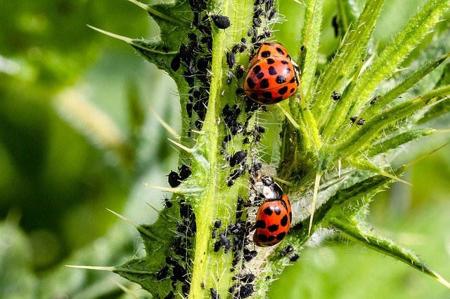 Most common 6 insects on plants in the garden