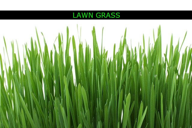 lawn garss