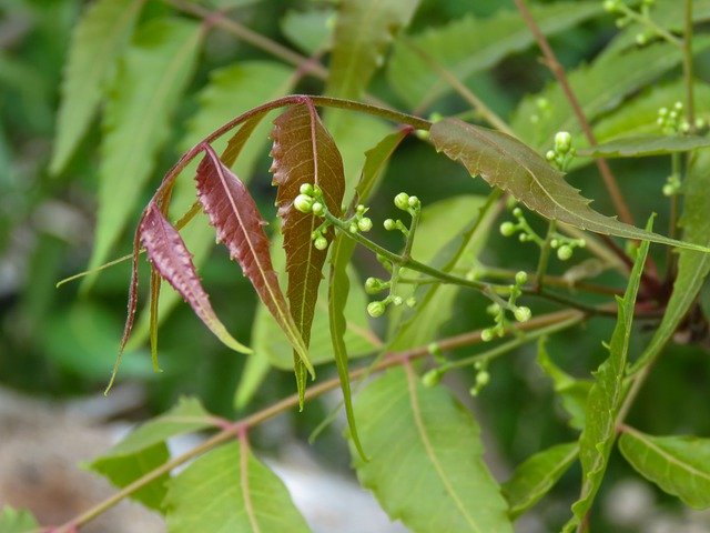 Neem oil uses