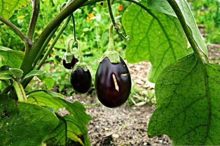 Brinjal