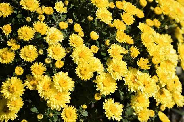 Chrysanthemum flower