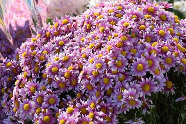 Dahlia and Chrysanthemum