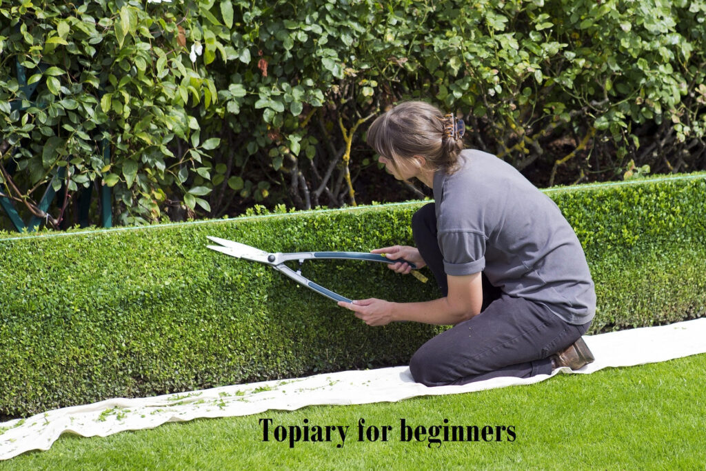 Topiary for beginners