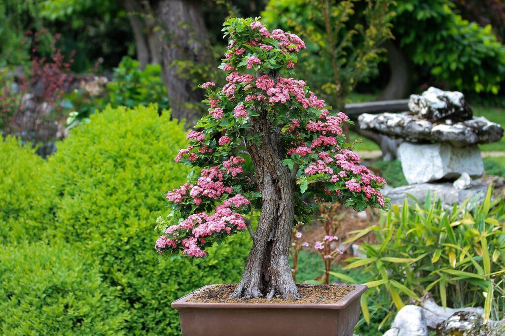 How to make bonsai soil at home in India