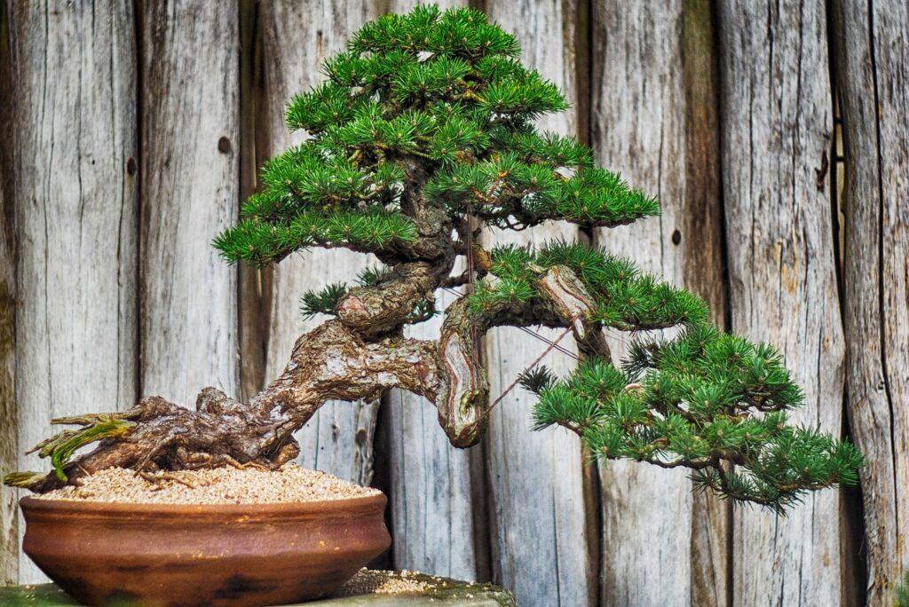 How to make bonsai soil at home in India