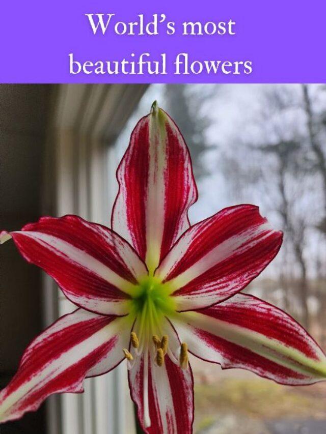 World's most beautiful flowers