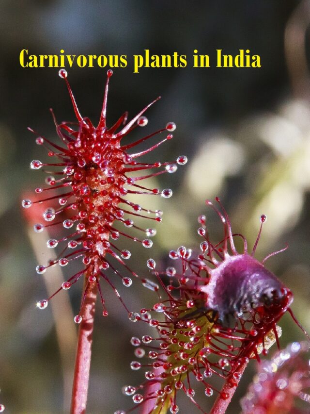 Carnivorous plants in India