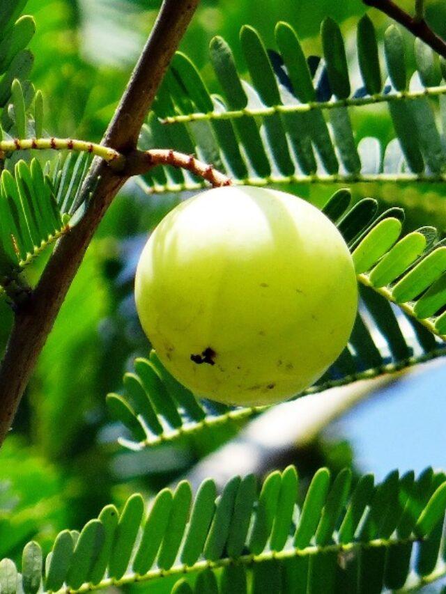 Indian gooseberry