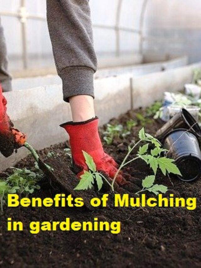 Benefits of mulching in gardening