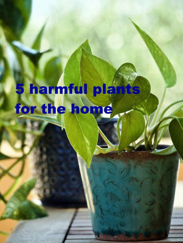 5 harmful plants for the home