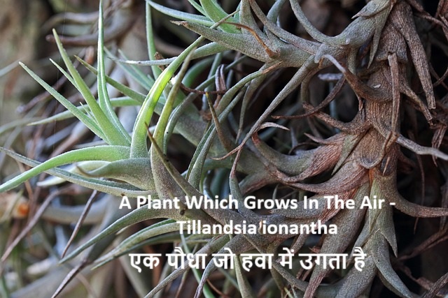 Air Plants