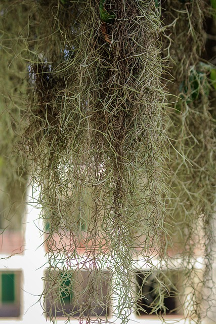 Air Plants