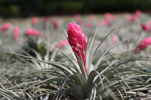 Air plants