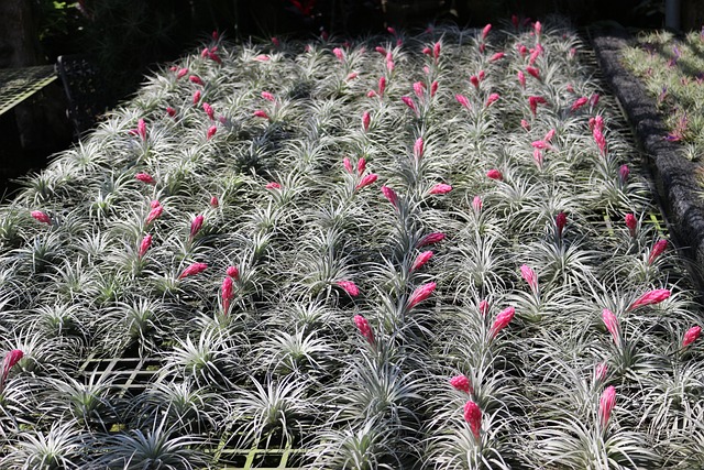 Air plants 