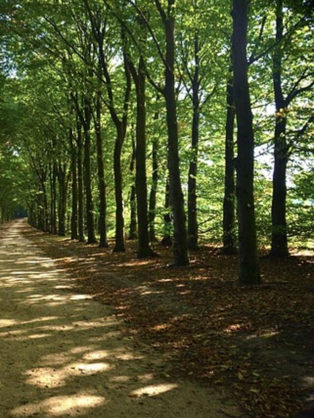 Miyawaki Plantation – An oxygen generatior